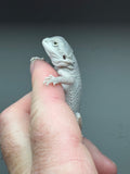 #1235 female, hypo, zero, possible het trans/witblits