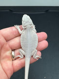 #1237 male, hypo, leatherback, Zero