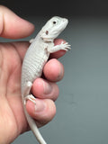 #1237 male, hypo, leatherback, Zero
