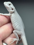 #1237 male, hypo, leatherback, Zero