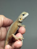 #1518, female, hypo, leatherback, trans, possible het zero, Witblits Bearded dragon for sale