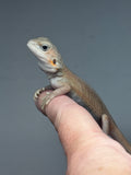 #1518, female, hypo, leatherback, trans, possible het zero, Witblits Bearded dragon for sale