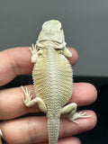 #1519, female, hypo, possible het trans, possible het zero, Witblits Bearded dragon for sale