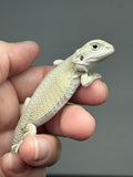 #1519, female, hypo, possible het trans, possible het zero, Witblits Bearded dragon for sale