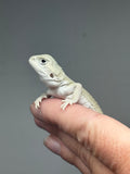 #1519, female, hypo, possible het trans, possible het zero, Witblits Bearded dragon for sale