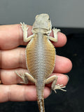 #1523, hypo, possible het trans/zero, Witblits Bearded dragon for sale