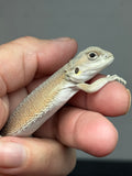 #1523, hypo, possible het trans/zero, Witblits Bearded dragon for sale