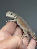 #1523, hypo, possible het trans/zero, Witblits Bearded dragon for sale