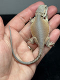 #1523, hypo, possible het trans/zero, Witblits Bearded dragon for sale