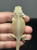 #1525, female, hypo, possible het zero/trans, Witblits Bearded dragon for sale