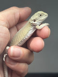 #1525, female, hypo, possible het zero/trans, Witblits Bearded dragon for sale