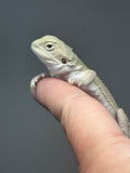 #1525, female, hypo, possible het zero/trans, Witblits Bearded dragon for sale