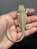 #1525, female, hypo, possible het zero/trans, Witblits Bearded dragon for sale