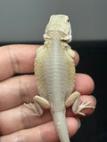 #1526, female, hypo, leatherback, possible het zero/trans, Witblits Bearded dragon for sale