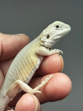 #1526, female, hypo, leatherback, possible het zero/trans, Witblits Bearded dragon for sale