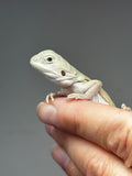 #1526, female, hypo, leatherback, possible het zero/trans, Witblits Bearded dragon for sale
