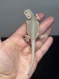 #1526, female, hypo, leatherback, possible het zero/trans, Witblits Bearded dragon for sale