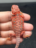 RM896, female, hypo, leatherback, blue bar, 50% Red Monster bearded dragon for sale