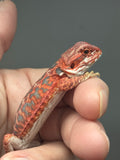 RM896, female, hypo, leatherback, blue bar, 50% Red Monster bearded dragon for sale