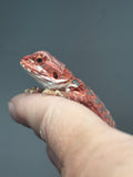 RM896, female, hypo, leatherback, blue bar, 50% Red Monster bearded dragon for sale