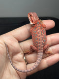 RM896, female, hypo, leatherback, blue bar, 50% Red Monster bearded dragon for sale