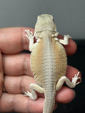 #1528, male, hypo, possible het zero, Witblits Bearded dragon for sale