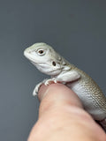#1528, male, hypo, possible het zero, Witblits Bearded dragon for sale