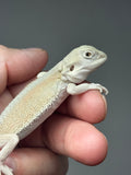 #1528, male, hypo, possible het zero, Witblits Bearded dragon for sale