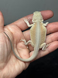 #1528, male, hypo, possible het zero, Witblits Bearded dragon for sale