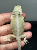 #1529, hypo, possible het zero/trans, Witblits Bearded dragon for sale