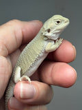 #1529, hypo, possible het zero/trans, Witblits Bearded dragon for sale