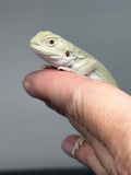 #1529, hypo, possible het zero/trans, Witblits Bearded dragon for sale