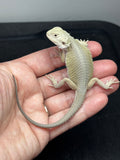 #1529, hypo, possible het zero/trans, Witblits Bearded dragon for sale