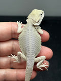 #1530, male, hypo, possible het zero/trans, Witblits Bearded dragon for sale