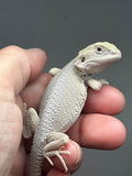 #1530, male, hypo, possible het zero/trans, Witblits Bearded dragon for sale