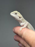 #1530, male, hypo, possible het zero/trans, Witblits Bearded dragon for sale
