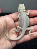 #1530, male, hypo, possible het zero/trans, Witblits Bearded dragon for sale