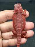 RM898, male, hypo, 50% Red Monster bearded dragon for sale