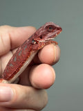 RM898, male, hypo, 50% Red Monster bearded dragon for sale