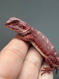 RM898, male, hypo, 50% Red Monster bearded dragon for sale