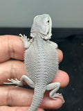 #1531, male, hypo, possible het wits, Zero Bearded Dragon for sal