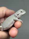 #1531, male, hypo, possible het wits, Zero Bearded Dragon for sal