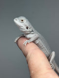 #1531, male, hypo, possible het wits, Zero Bearded Dragon for sal