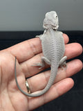 #1531, male, hypo, possible het wits, Zero Bearded Dragon for sal