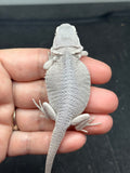 #1532, female, hypo, zero, possible het wits, Zero Bearded Dragon for sale