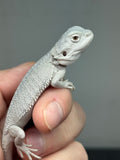 #1532, female, hypo, zero, possible het wits, Zero Bearded Dragon for sale