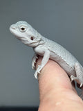 #1532, female, hypo, zero, possible het wits, Zero Bearded Dragon for sale