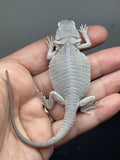 #1532, female, hypo, zero, possible het wits, Zero Bearded Dragon for sale