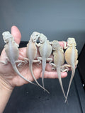 G170, 5 Bearded Dragon Witblits group for sale