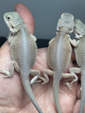 G170, 5 Bearded Dragon Witblits group for sale